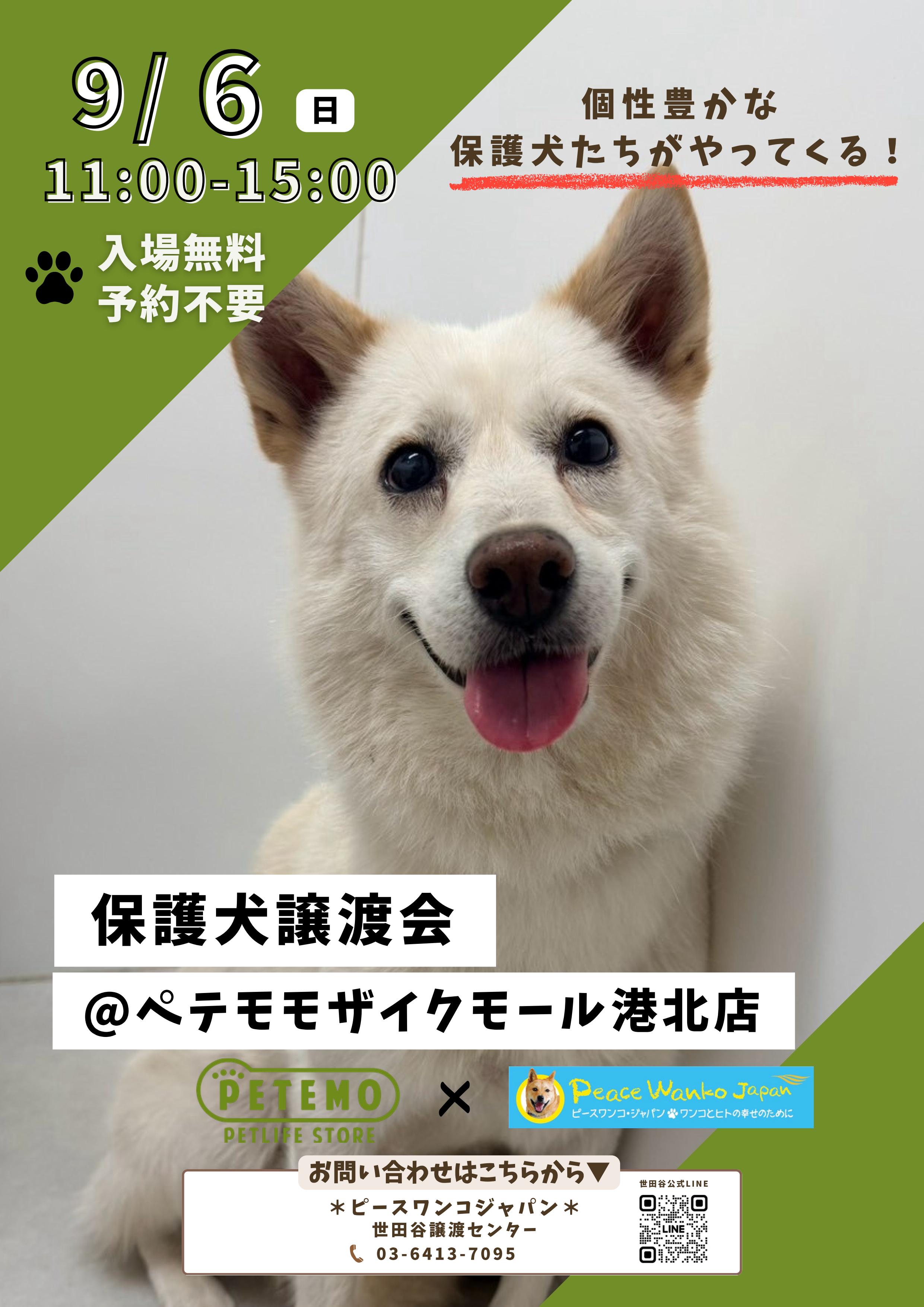 【コトコト】「ペテモ」保護犬譲渡会 「犬を迎えたい！」という方はもちろん、「まずは会ってみたい」「保護犬ってどんな子たち？」という方も大歓迎♪