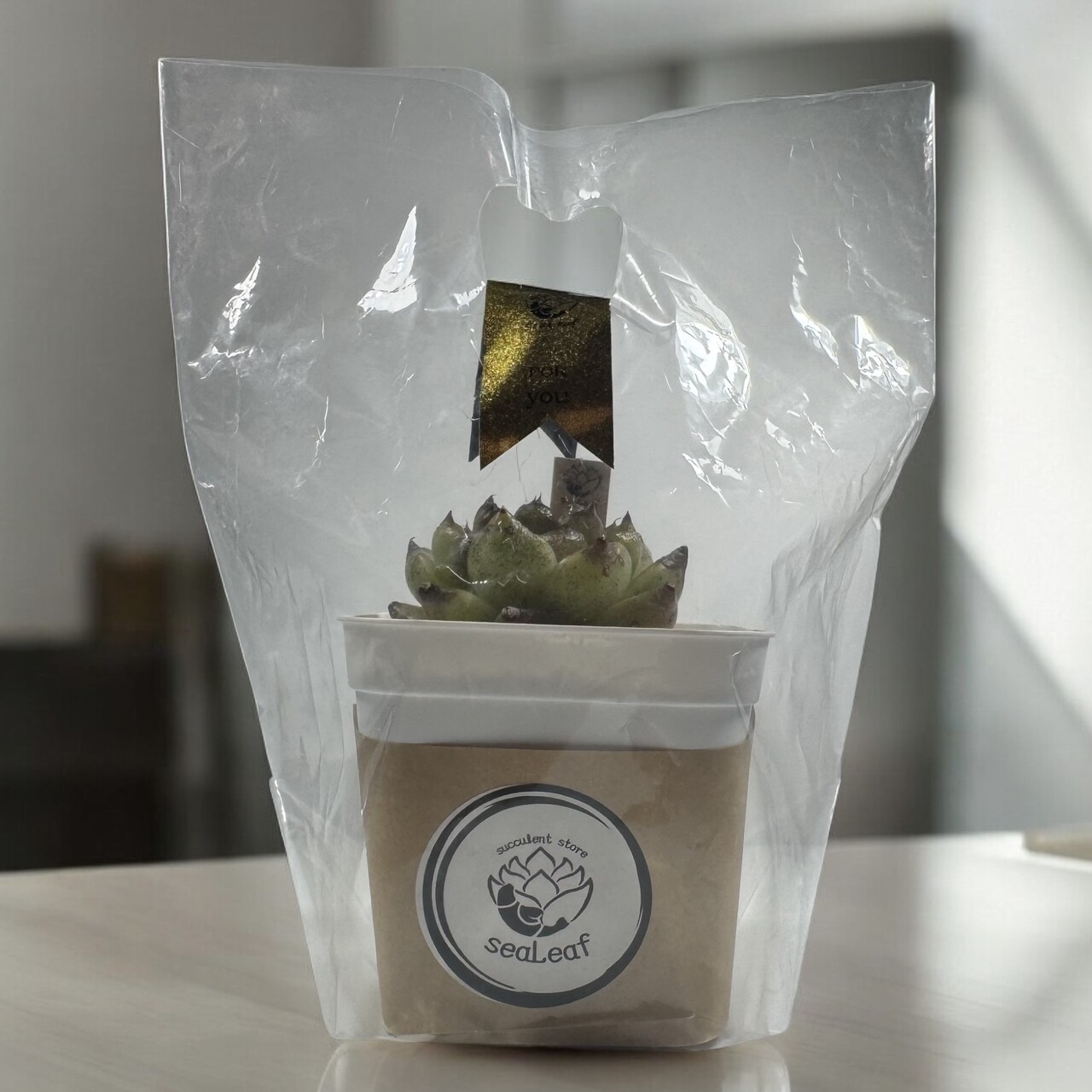 期間限定SHOP　女性起業家「seaLeaf」