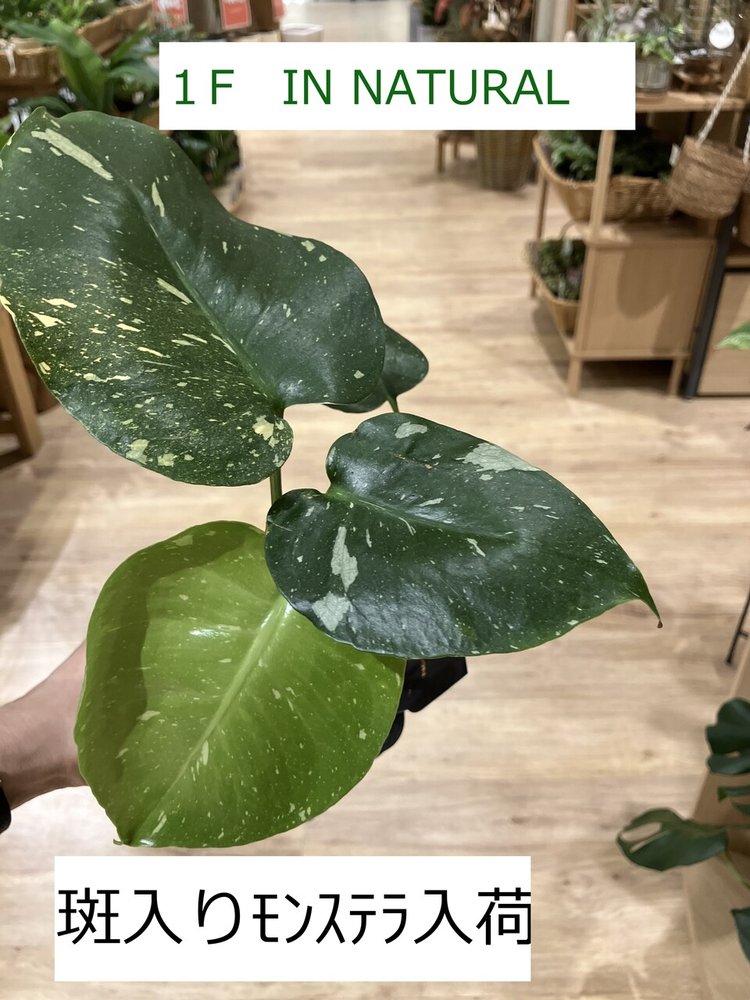 【1階 IN NATURAL】斑入り植物入荷！