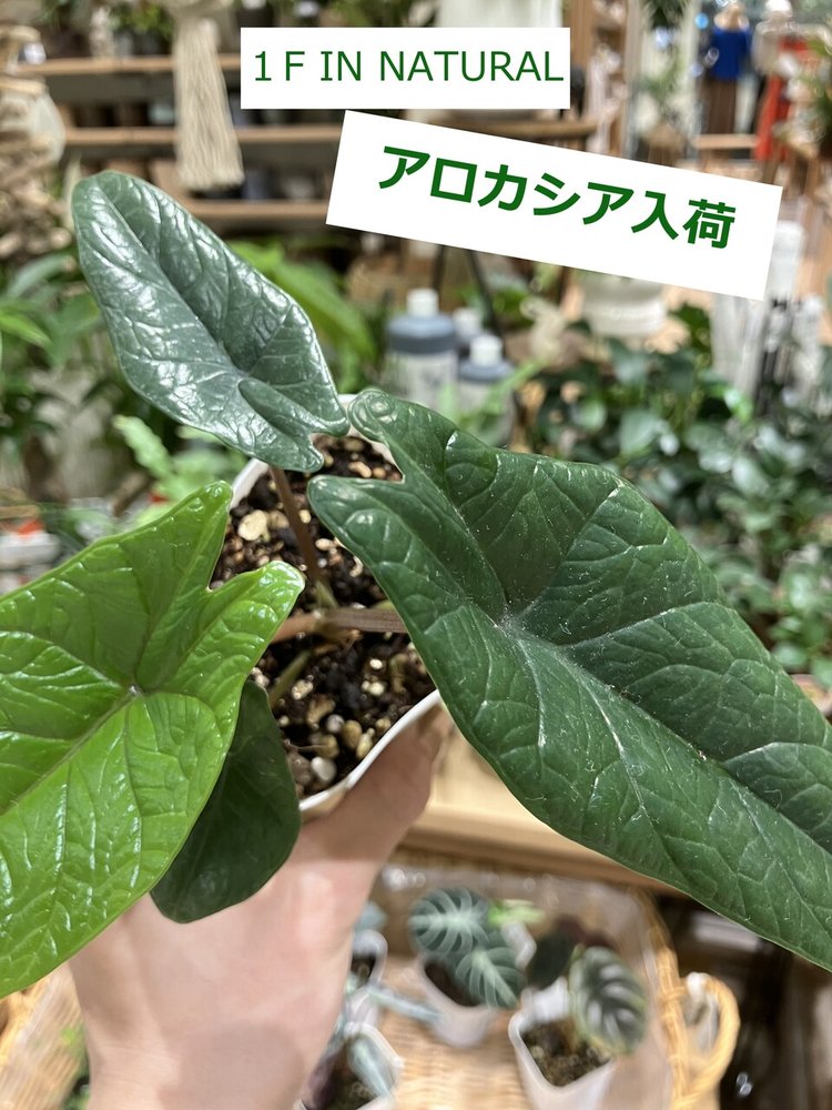 IN NATURAL 人気のアロカシア入荷中！！