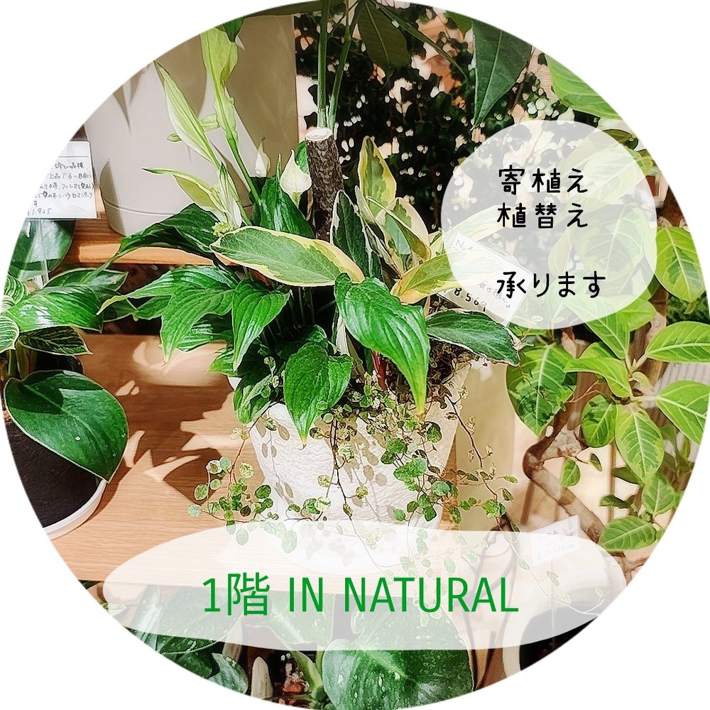【1階 IN NATURAL】植替え承ります。