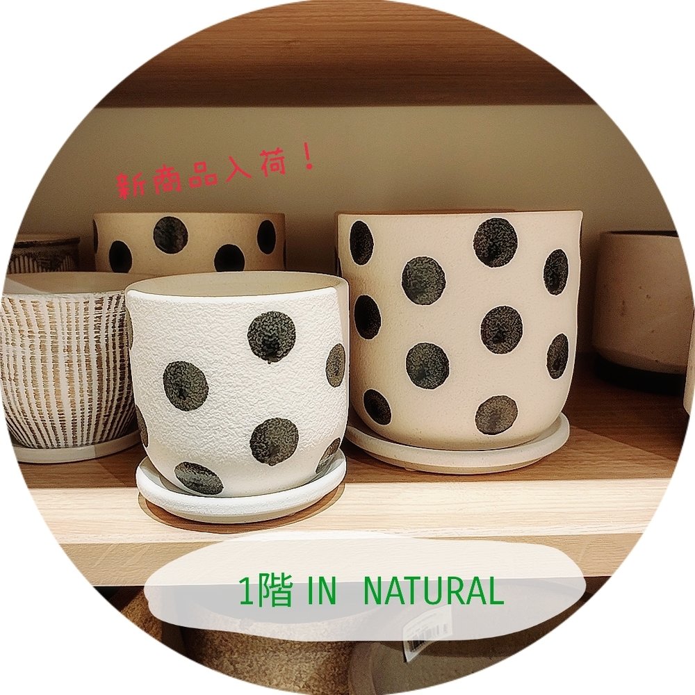 【1階 IN NATURAL】新しい鉢が入荷しました