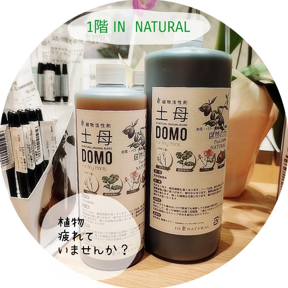 【1階 IN NATURAL】おうちの植物疲れていませんか？