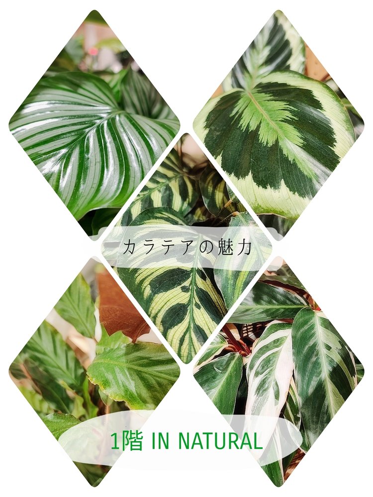 【1階 IN NATURAL】カラテアを楽しもう！