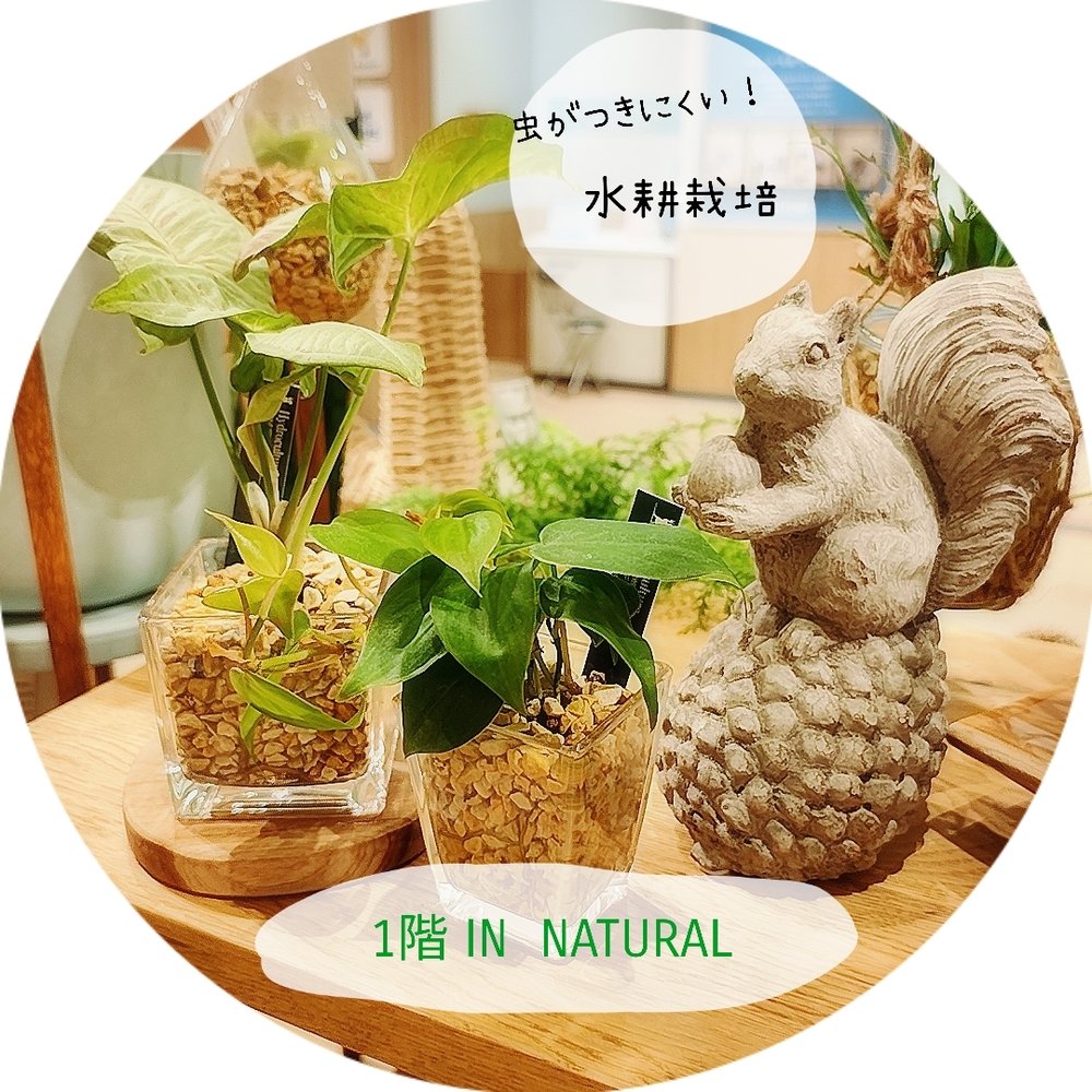 【1階 IN NATURAL】初心者さま向け水耕栽培！