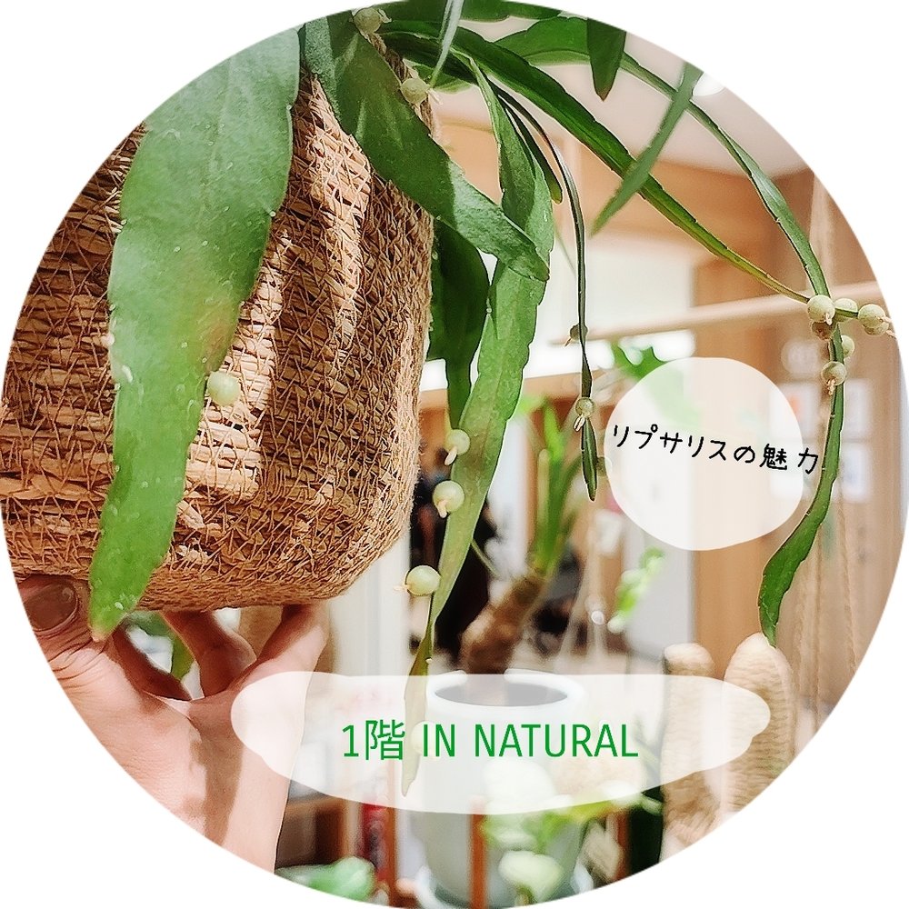【1階 IN NATURAL】リプサリスでオシャレにハンギング！