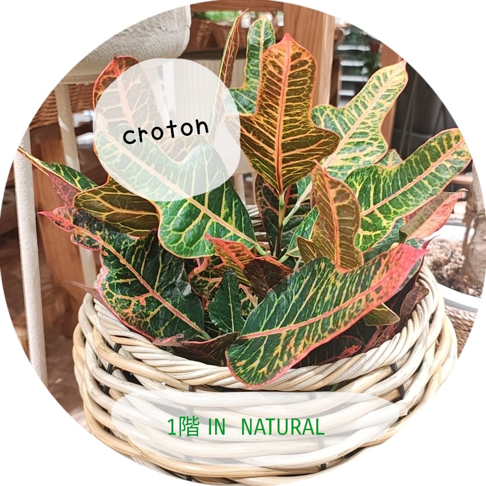 【1階 IN NATURAL】ワイルドでおしゃれな植物入荷
