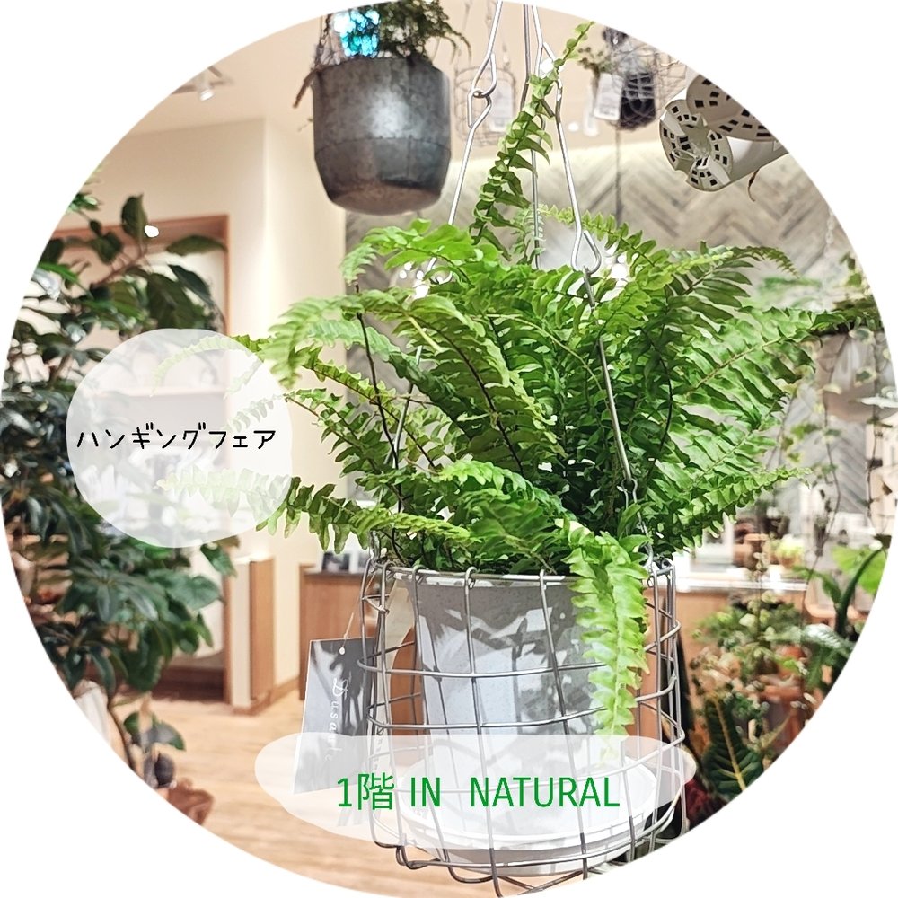 【1階 IN NATURAL】ハンギングNew Item入荷