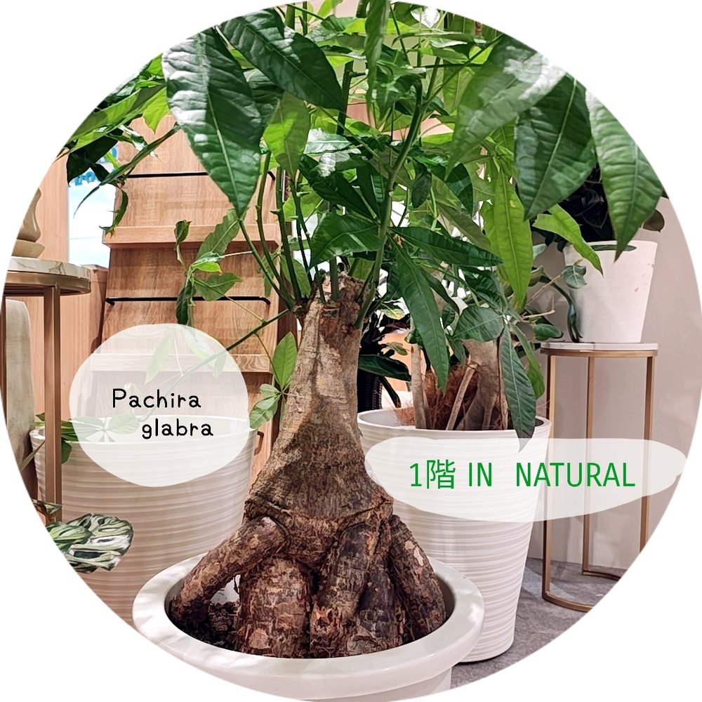 【1階 IN NATURAL】とっておきの一鉢パキラグラブラ