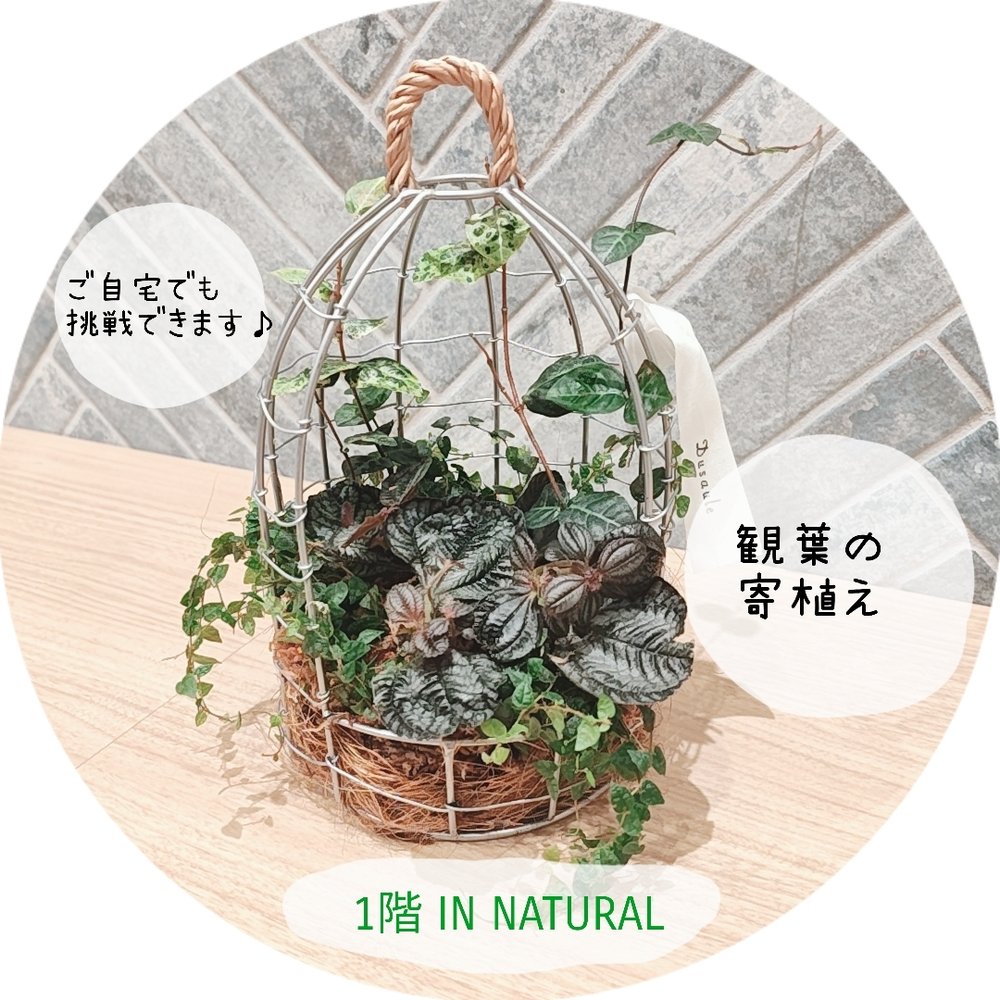 【1階 IN NATURAL】自分だけの世界観で✨️