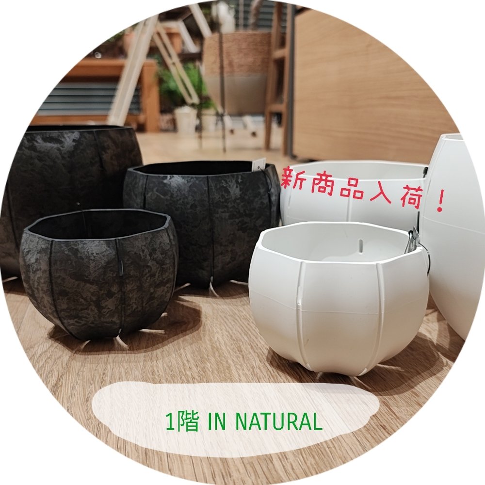 【1階 IN NATURAL】いま話題のスリット鉢入荷！